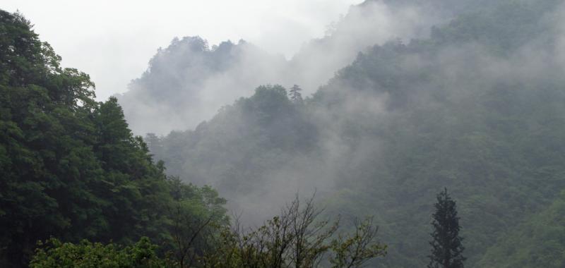 La selva misteriosa